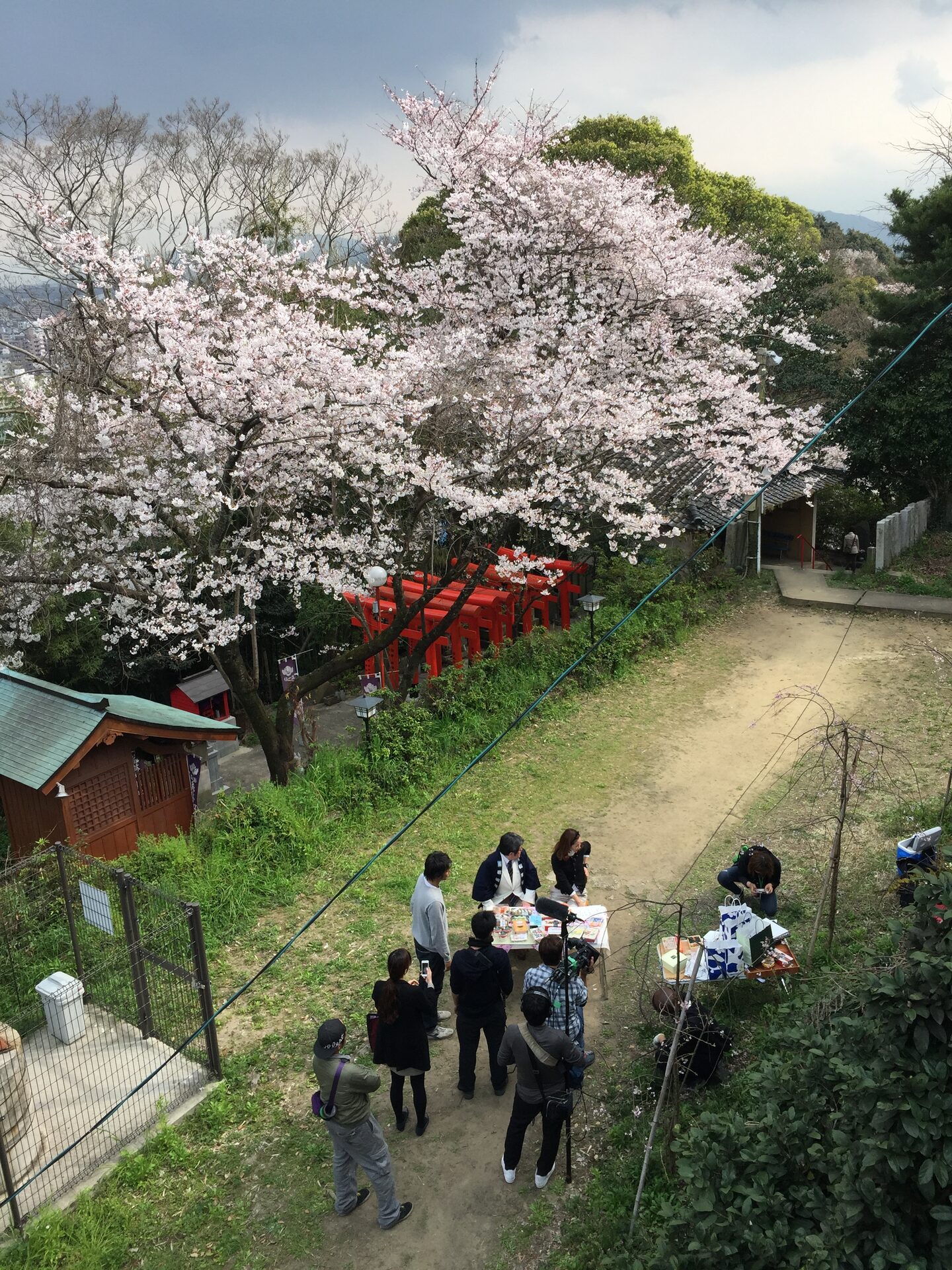 Cherry blossoms at a Fukuoka shrine